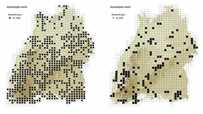 Comparison of the distribution of the green-winged orchid (Anacamptis morio, formerly Orchis morio) in Baden-Württemberg