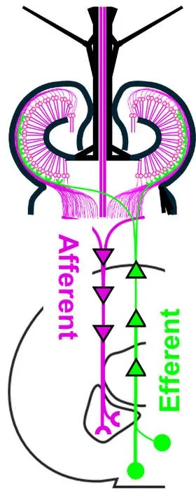 Neuron networks in mosquitoes