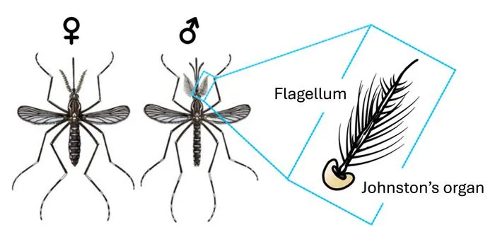 The auditory organ of mosquitoes