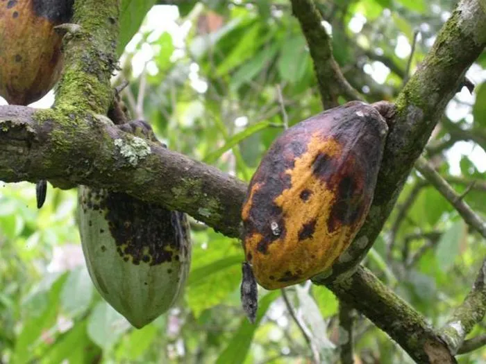 The fungal disease black pod rot