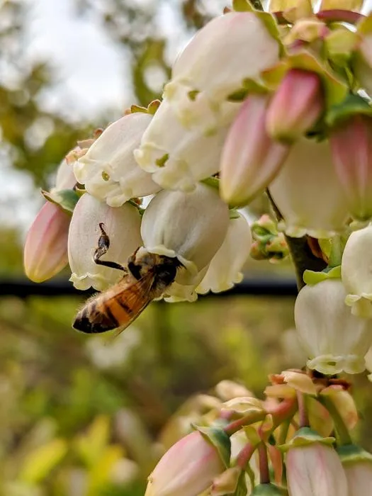 Bee pollinating blueberries