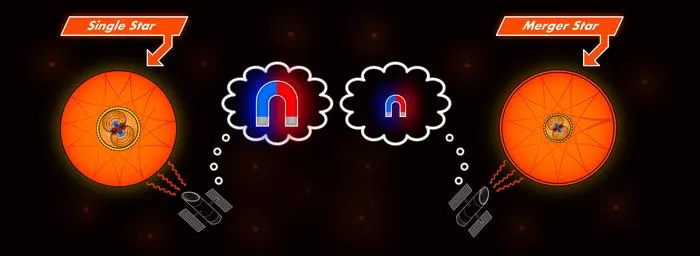 Magnetic fields in single and merger stars