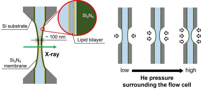 Figure 1. Liquid sample cell for X-ray absorption spectroscopy and adjustment of the water-layer thickness.