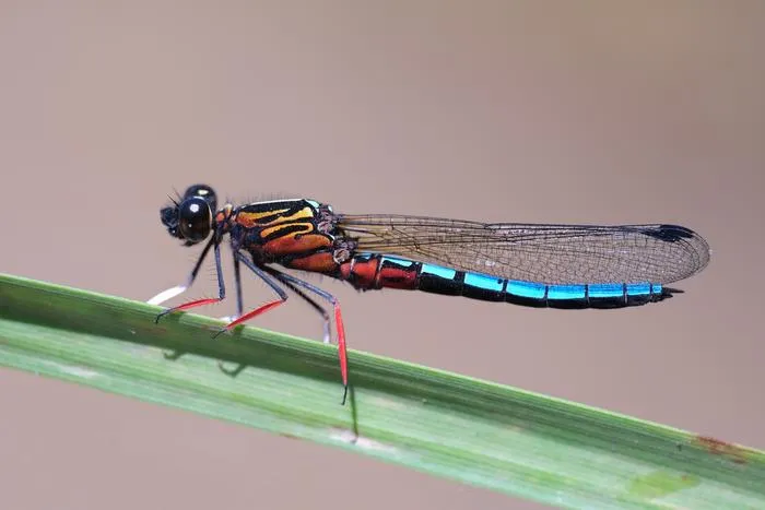 Dancing jewel damselfly