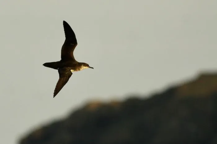 Manx shearwater 3