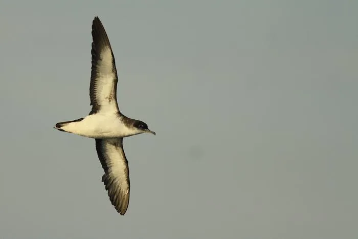 Manx shearwater 2