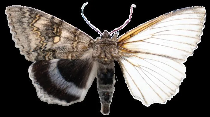 Figure 2: Natural model organism (Catocala fraxini)