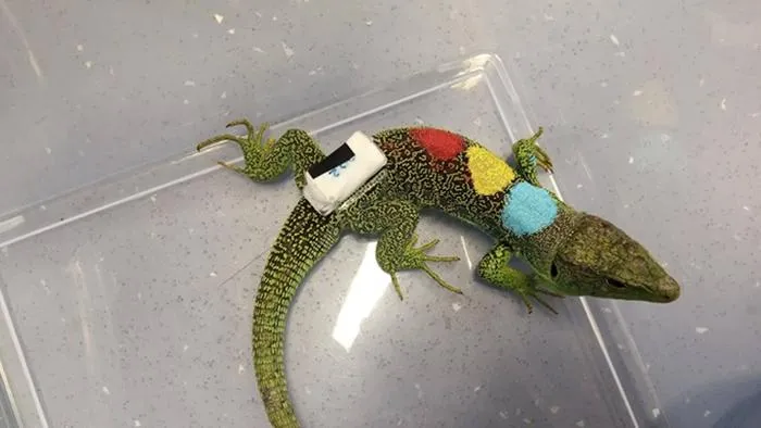 Global change also alters the behaviour of the ocellated lizard