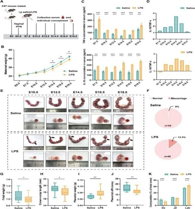 Transient maternal immune activation in early pregnancy impairs fetal and placental development