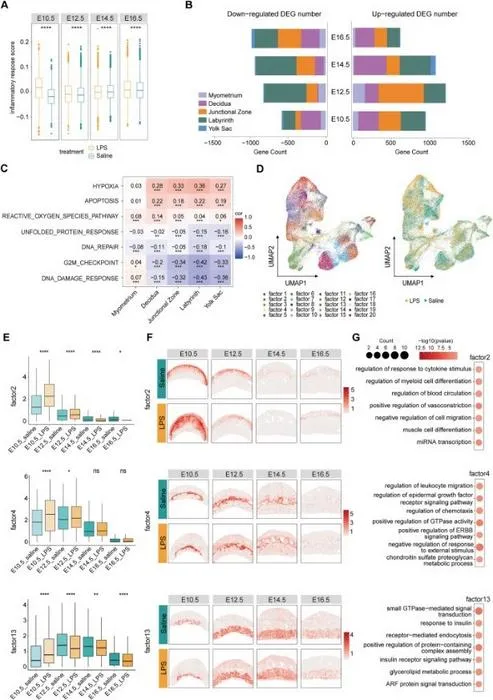 Spatiotemporal transcriptomic dynamics of the mouse placenta under maternal immune activation