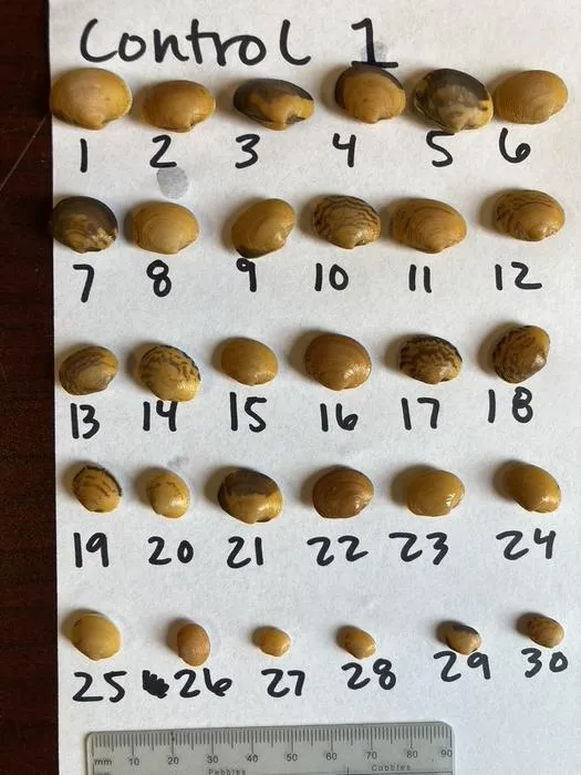 Pacific littleneck clam experiment